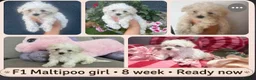 Maltipoo dogs for sale: Last girl available apricot Maltipoo (Asian) small - Advert 10