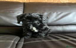 Cockapoo dogs for sale: Cockapoos  - Image 26