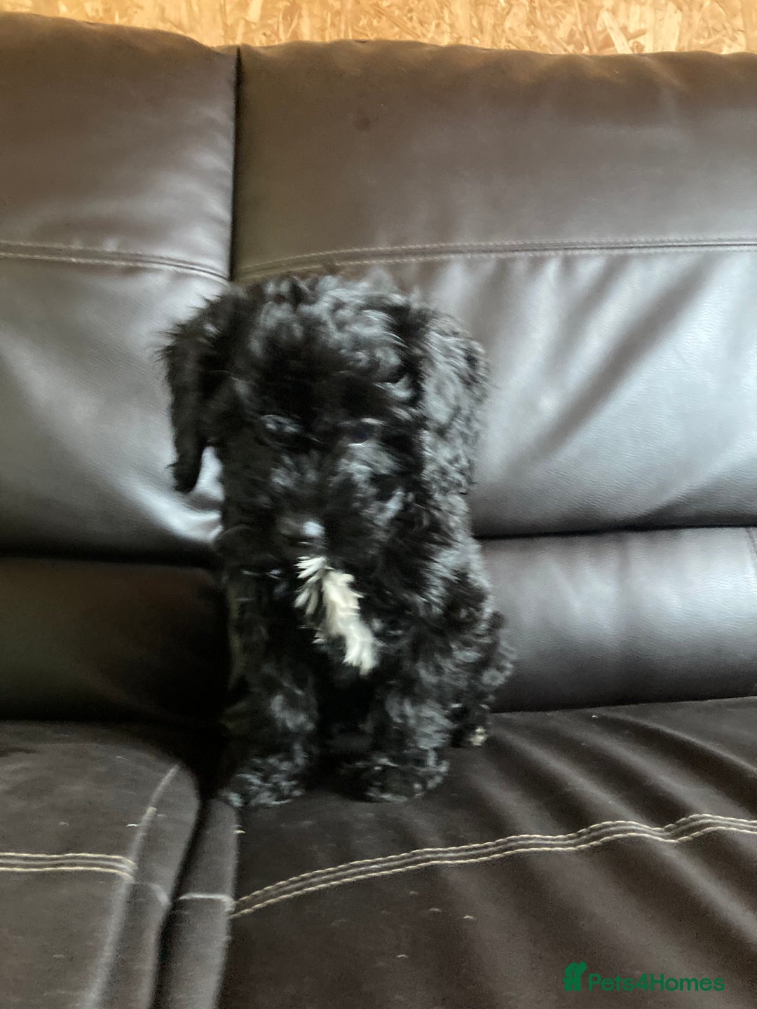 Cockapoo dogs for sale: Cockapoos  - Image 26