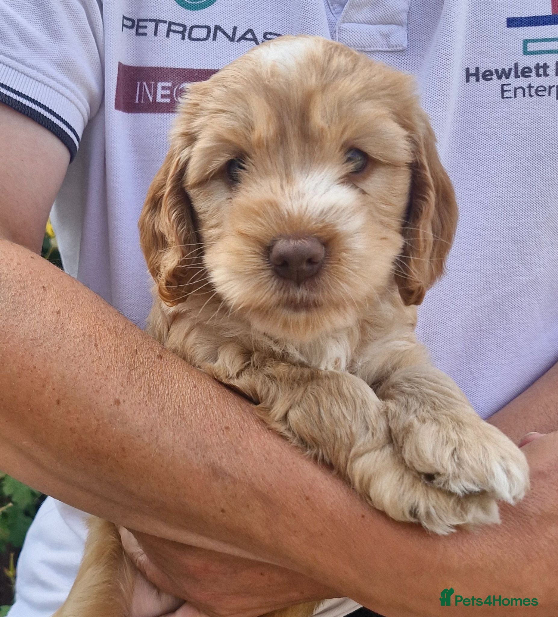 Cockapoo dogs Beautiful Cockapoo Puppies - Advert 2
