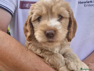 Cockapoo dogs Beautiful Cockapoo Puppies - Advert 2
