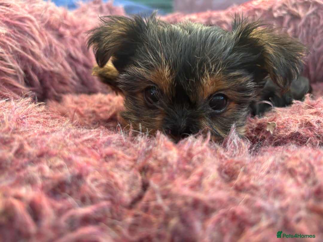 Yorkshire Terrier dogs for sale: Stunning Yorkshire terriers - Image 12