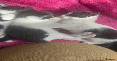 Mixed Breed cats in Milton Keynes - Advert 14