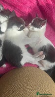 Mixed Breed cats in Milton Keynes - Advert 14