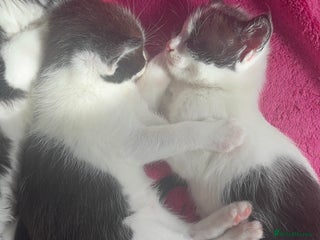 Maine Coon cats in Milton Keynes - Advert 1