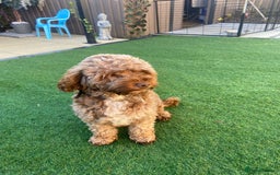 Mixed Breed dogs for sale: Daxipoo puppies - Image 20