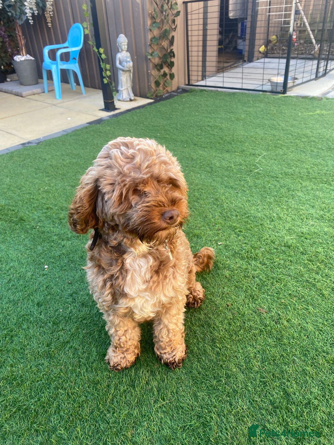 Mixed Breed dogs for sale: Daxipoo puppies - Image 20