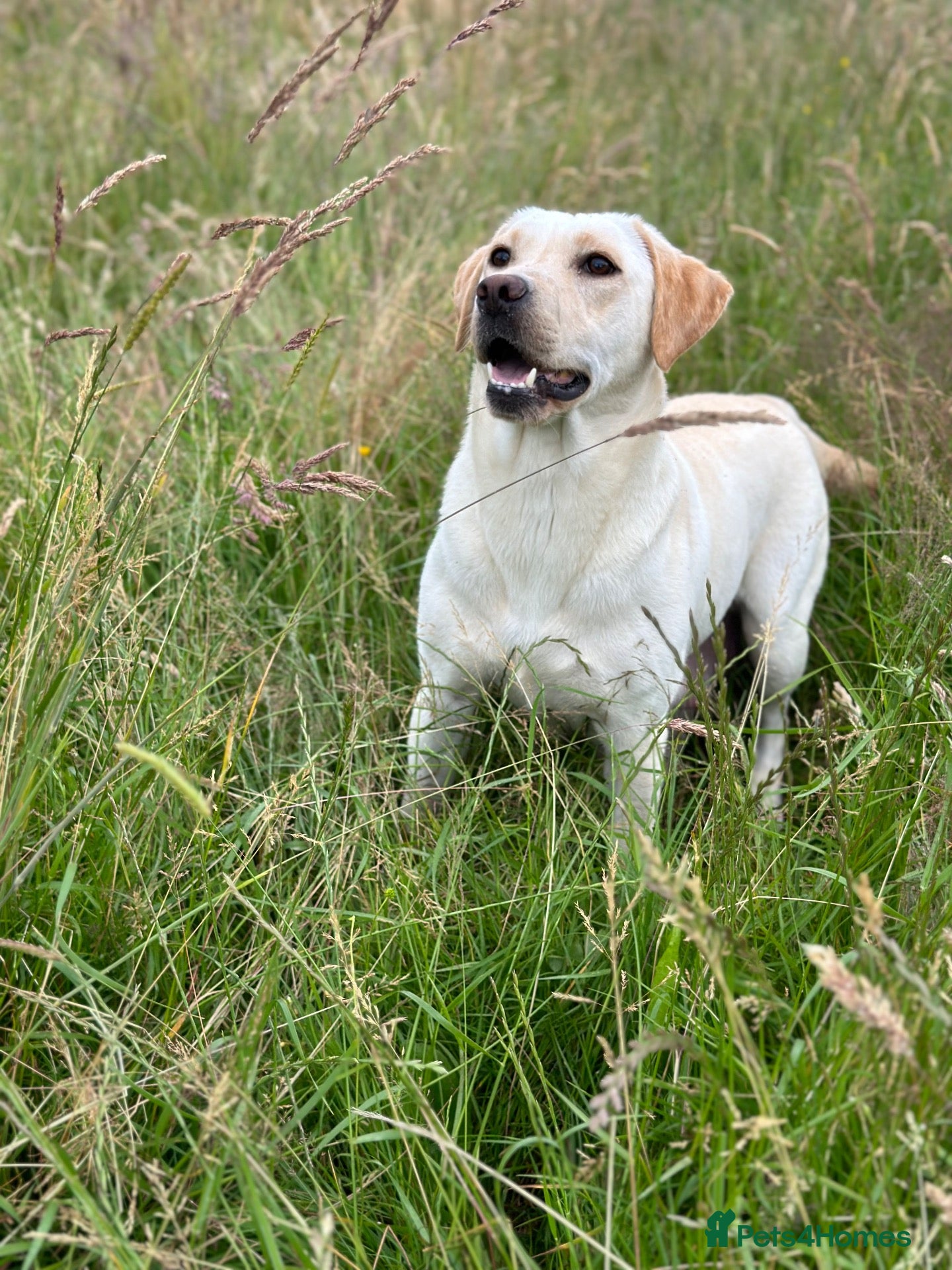 Labrador Retriever dogs KC Yellow Labrador Bitch  - Advert 2