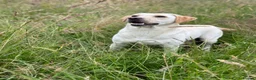 Labrador Retriever dogs for sale: KC Yellow Labrador Bitch  - Advert 2