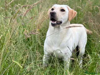 Labrador Retriever dogs KC Yellow Labrador Bitch - Advert 2