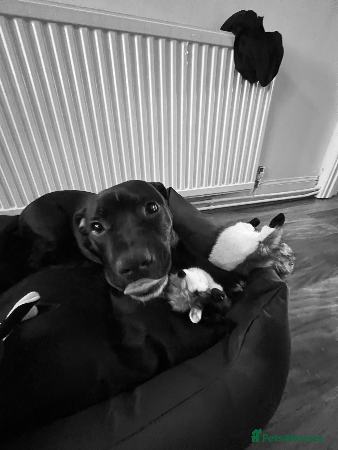 Staffordshire Bull Terrier dogs for sale: 7 month staffy for sale  - Advert 4