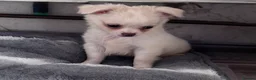 Chihuahua dogs for sale: gorgeous puppies in hull - Advert 19