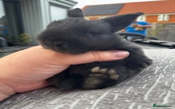 Mini Lop rabbits for sale: Mini Lop Babies ready to reserve - Image 12