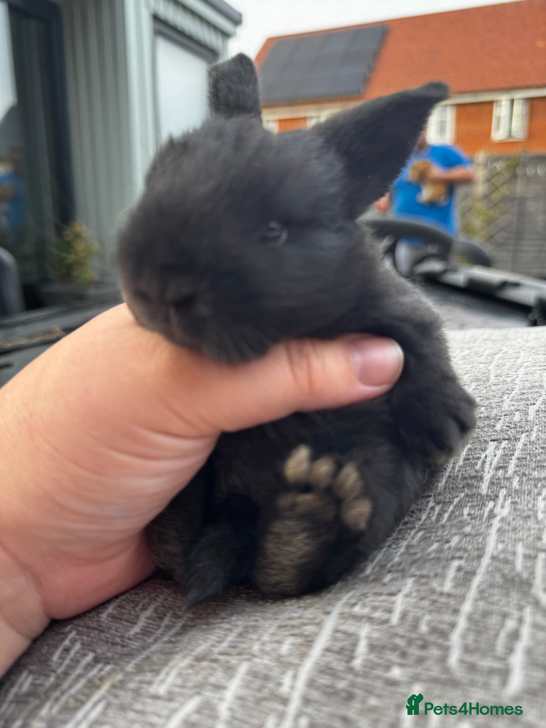 Mini Lop rabbits for sale: Mini Lop Babies ready to reserve - Image 12