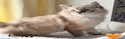 Ragdoll cats for sale: 🐾🩵*TICA REG* LYNX TABBY EU RAGDOLL KITTENS🩵🐾 - Advert 3