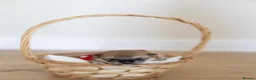 Japanese Shiba Inu dogs for sale: Beautiful Shiba Inu puppies  - Advert 8