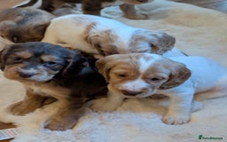 Cocker Spaniel dogs for sale: Beautiful cocker spaniel pups  - Image 9