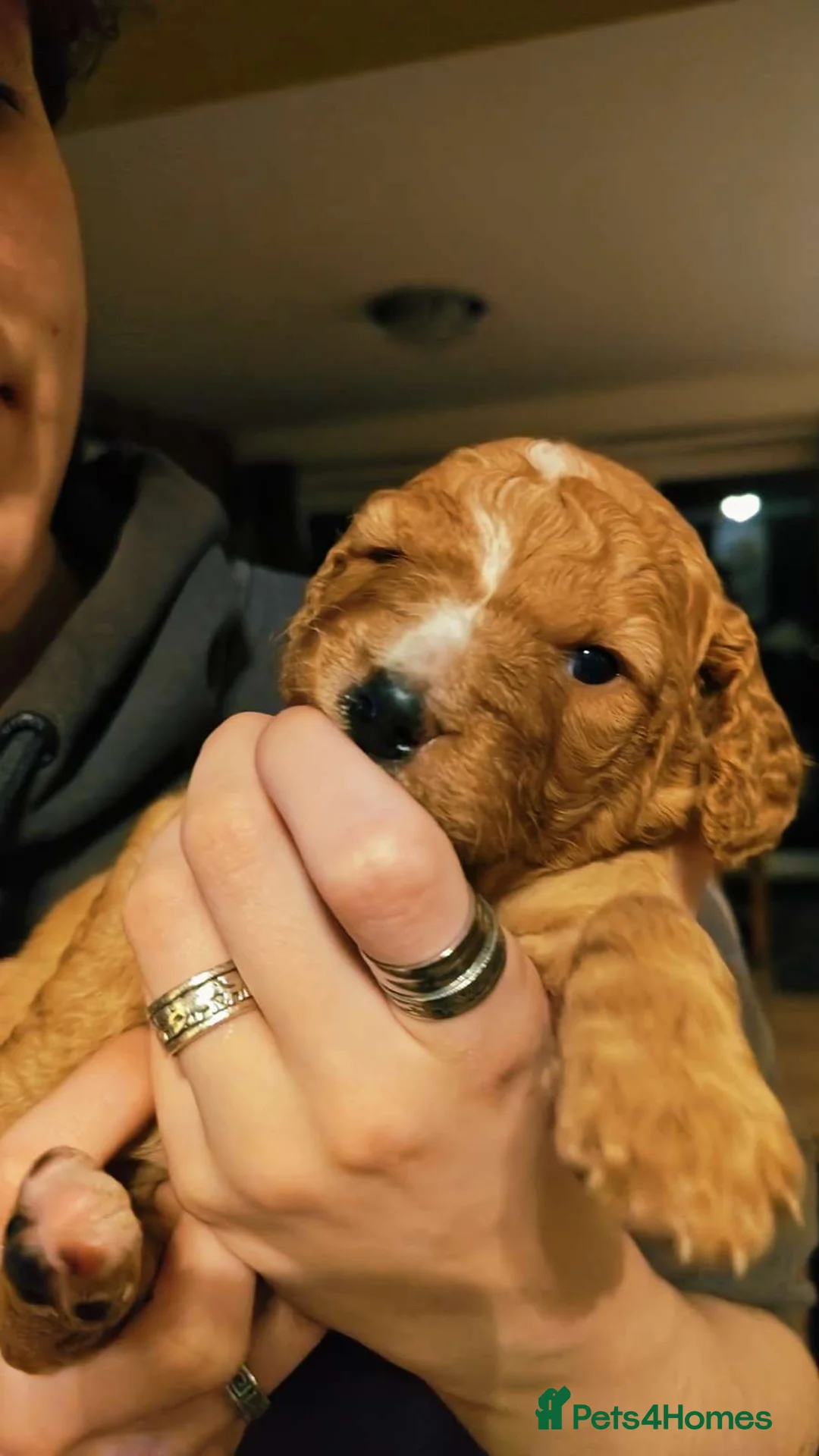 Mixed Breed dogs for sale: gorgeous cockacavapoochon for sale!! - Advert 10