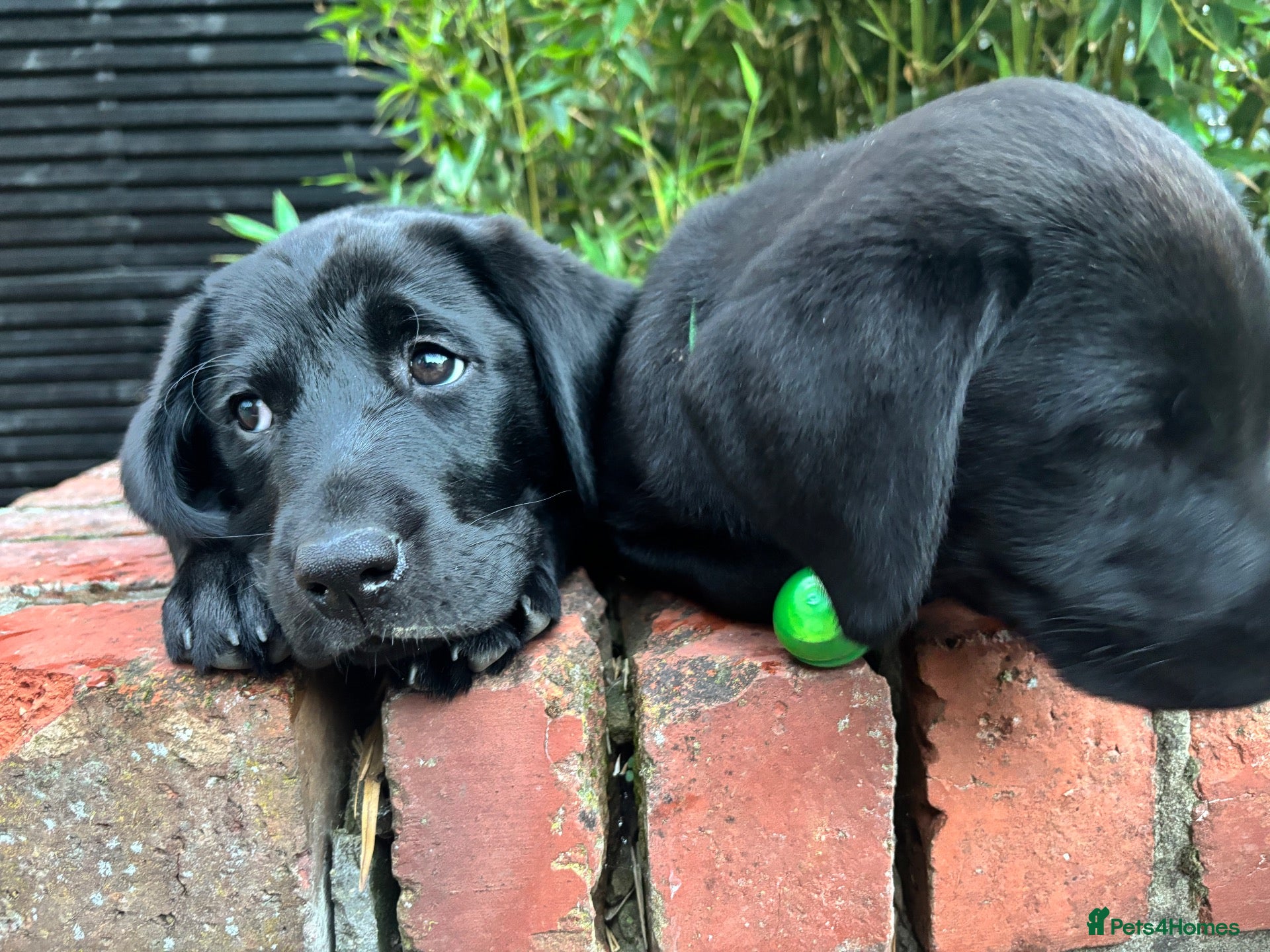 Labrador Retriever dogs Black Labrador pups, KC, dna tests, great scores - Advert 2