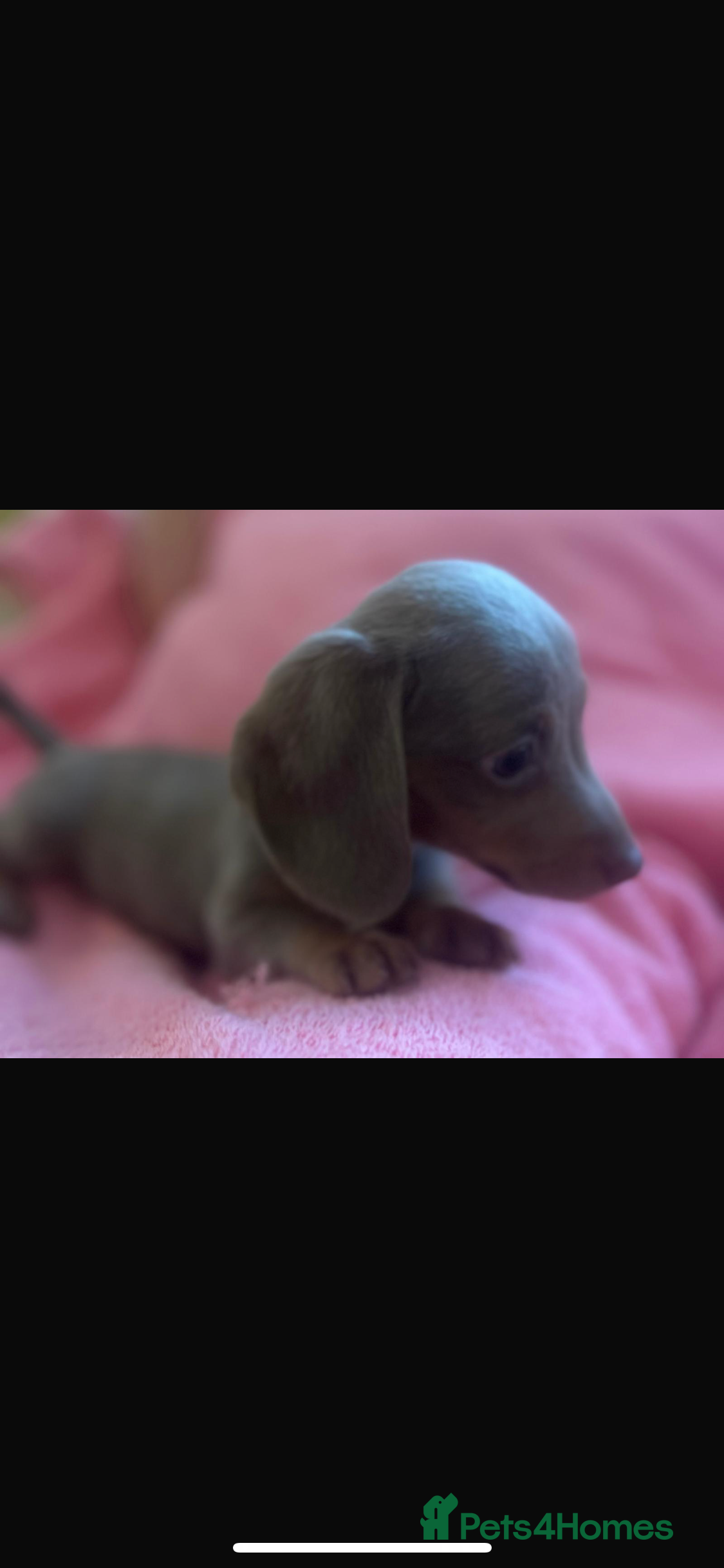 Dachshund dogs Miniature Dachshund Puppies - Advert 6