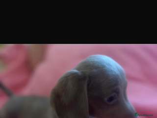 Dachshund dogs Miniature Dachshund Puppies - Advert 6