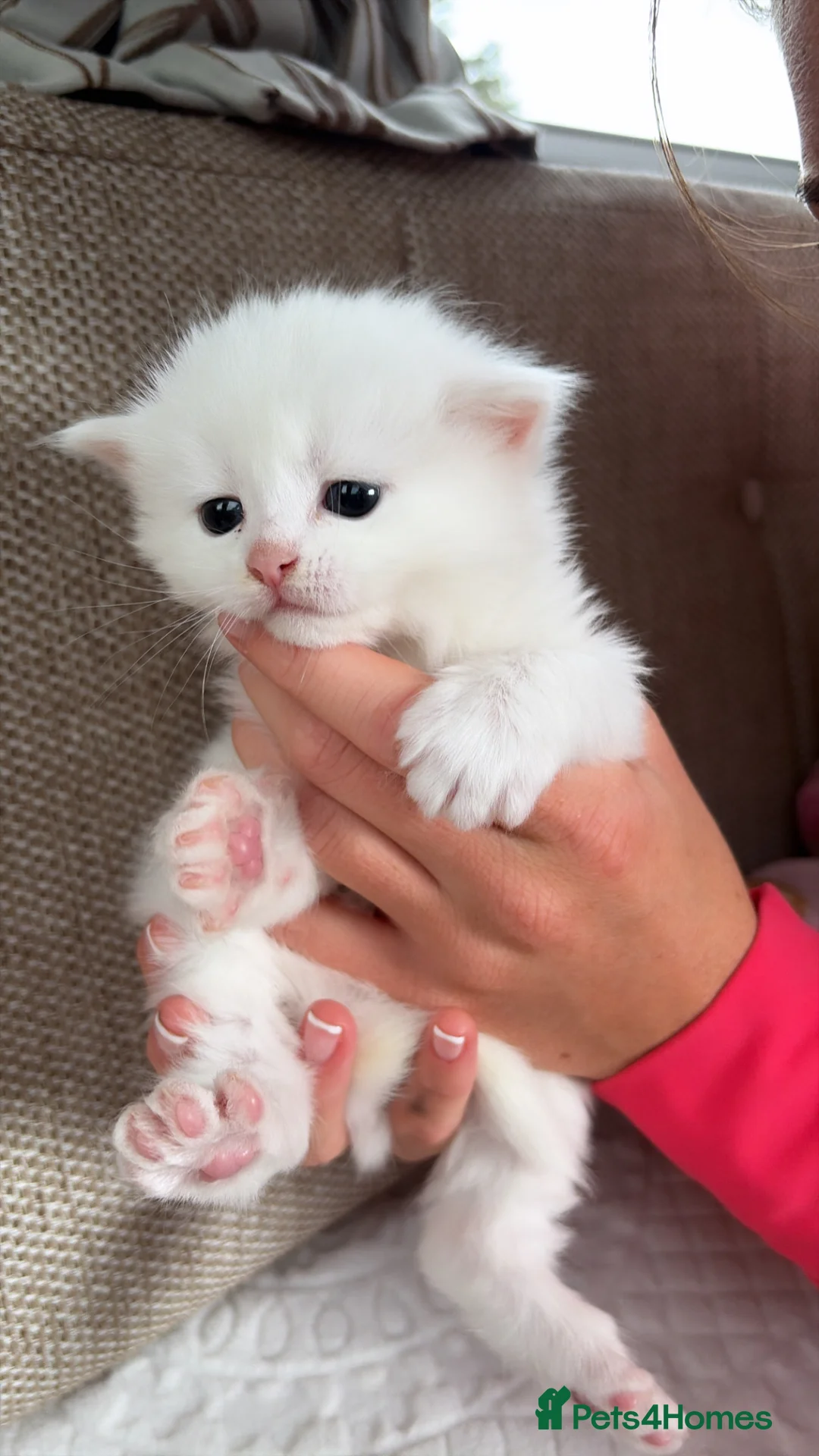 Mixed Breed cats for sale: Gorgeous kittens for sale  in Arundel - Advert 1