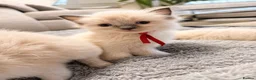 Ragdoll cats for sale:  🐾 Pure Ragdoll Kittens – The Summer Litter ☀️  - Advert 7