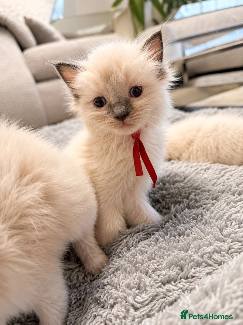 Clover, girl kitten from our Summer Litter of pure Ragdolls, now rehomed