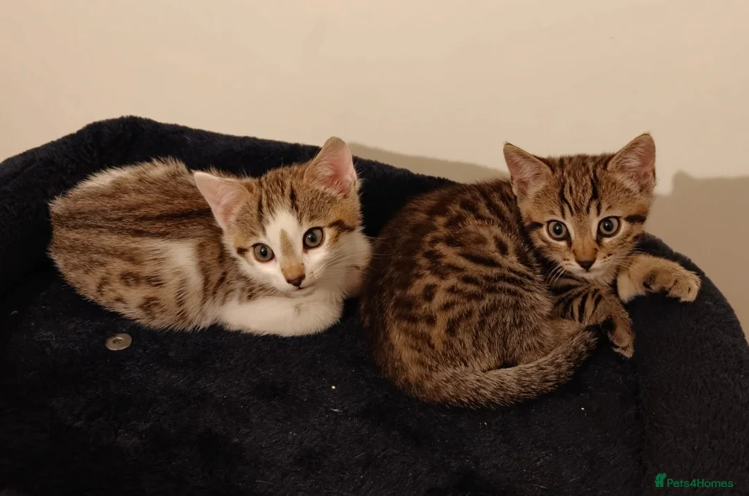 Bengal cats for sale: Bengal mixed kittens - Advert 2