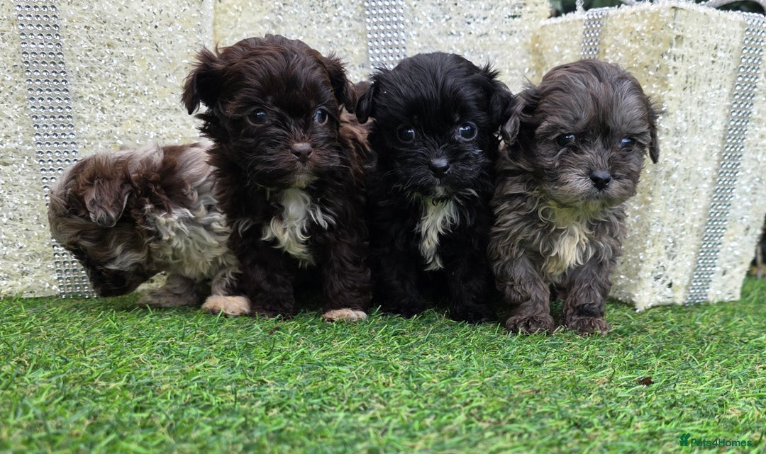 Shihpoo dogs for sale: Beautiful F1 shihpoo babies DNA clear. - Advert 1