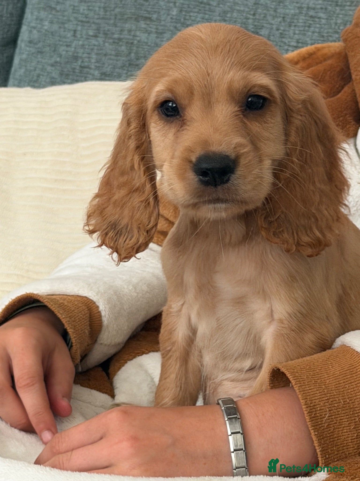 Cocker Spaniel dogs Last Cocker spaniel gold boy - Advert 4