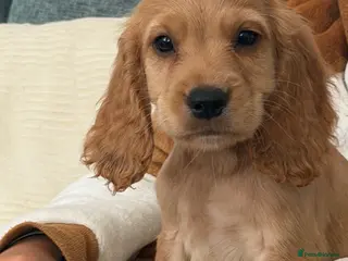 Cocker Spaniel dogs Last Cocker spaniel gold boy - Advert 4