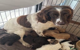 Cockapoo dogs for sale: F1 Cockapoo puppies  - Image 12