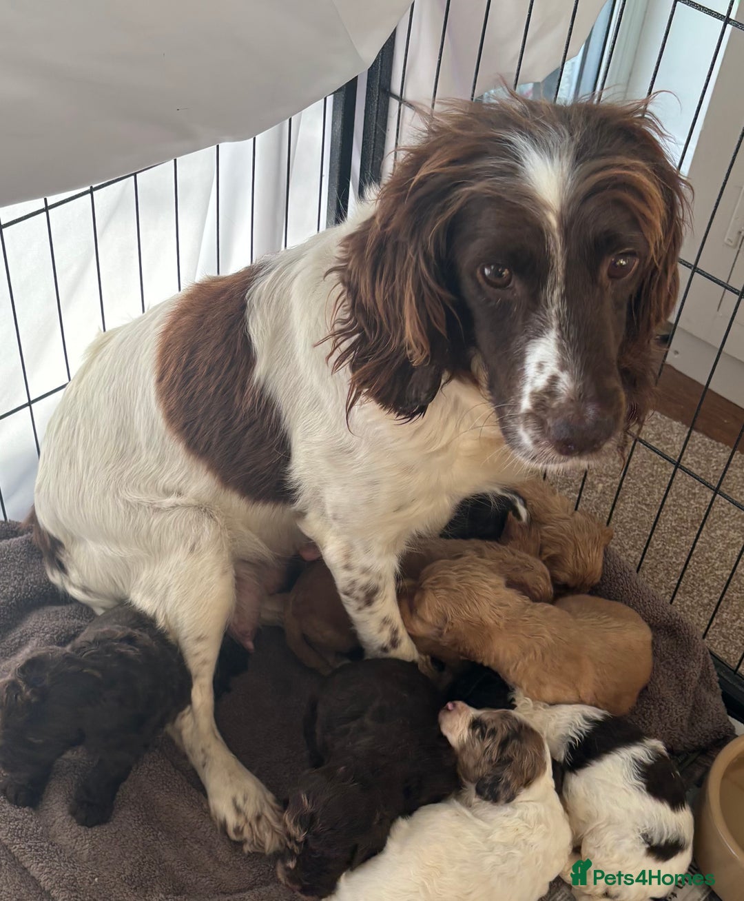 Cockapoo dogs for sale: F1 Cockapoo puppies  - Image 12