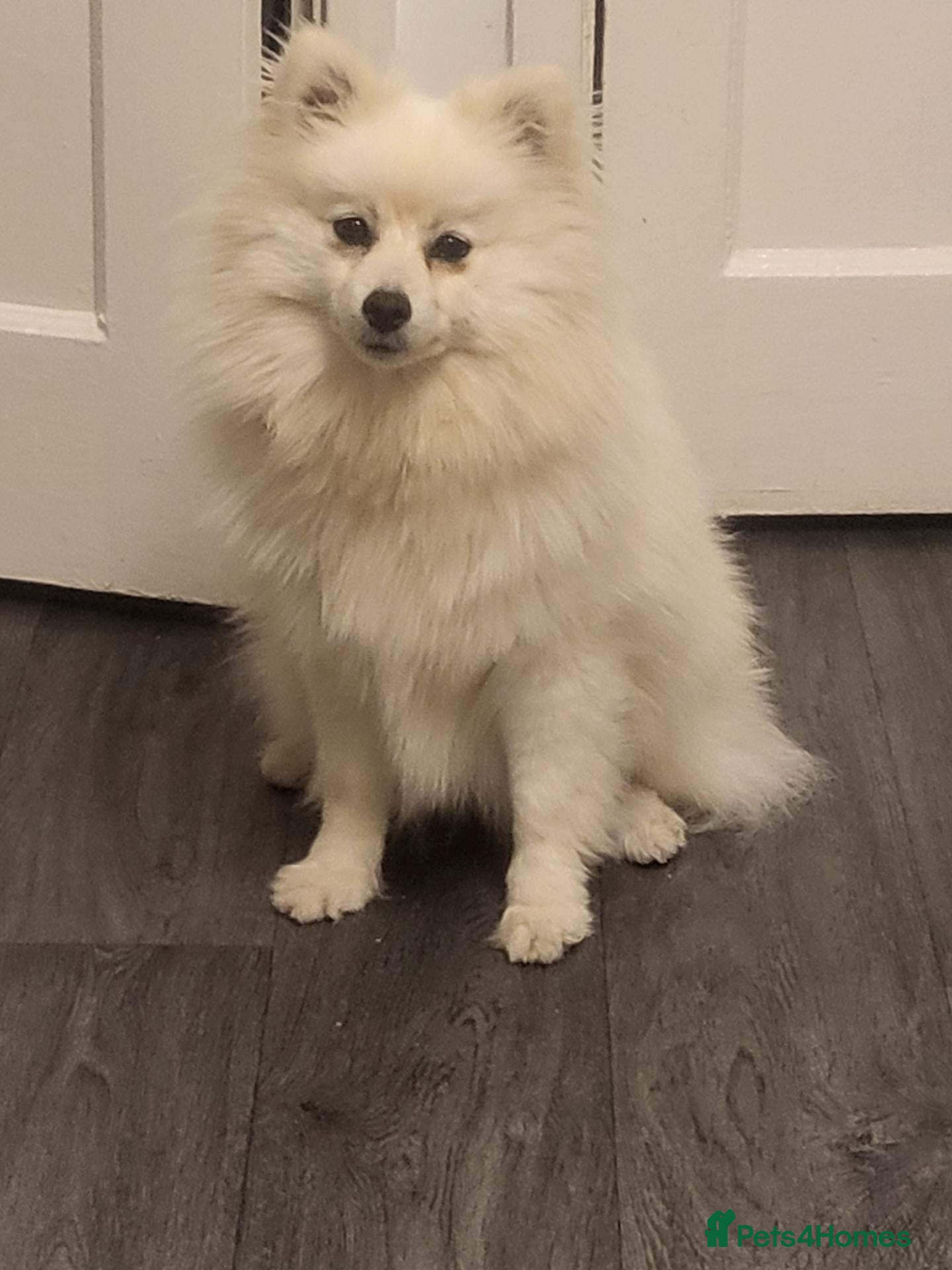 Pomeranian dogs Pomerania  Female for sale 800 pounds - Advert 1