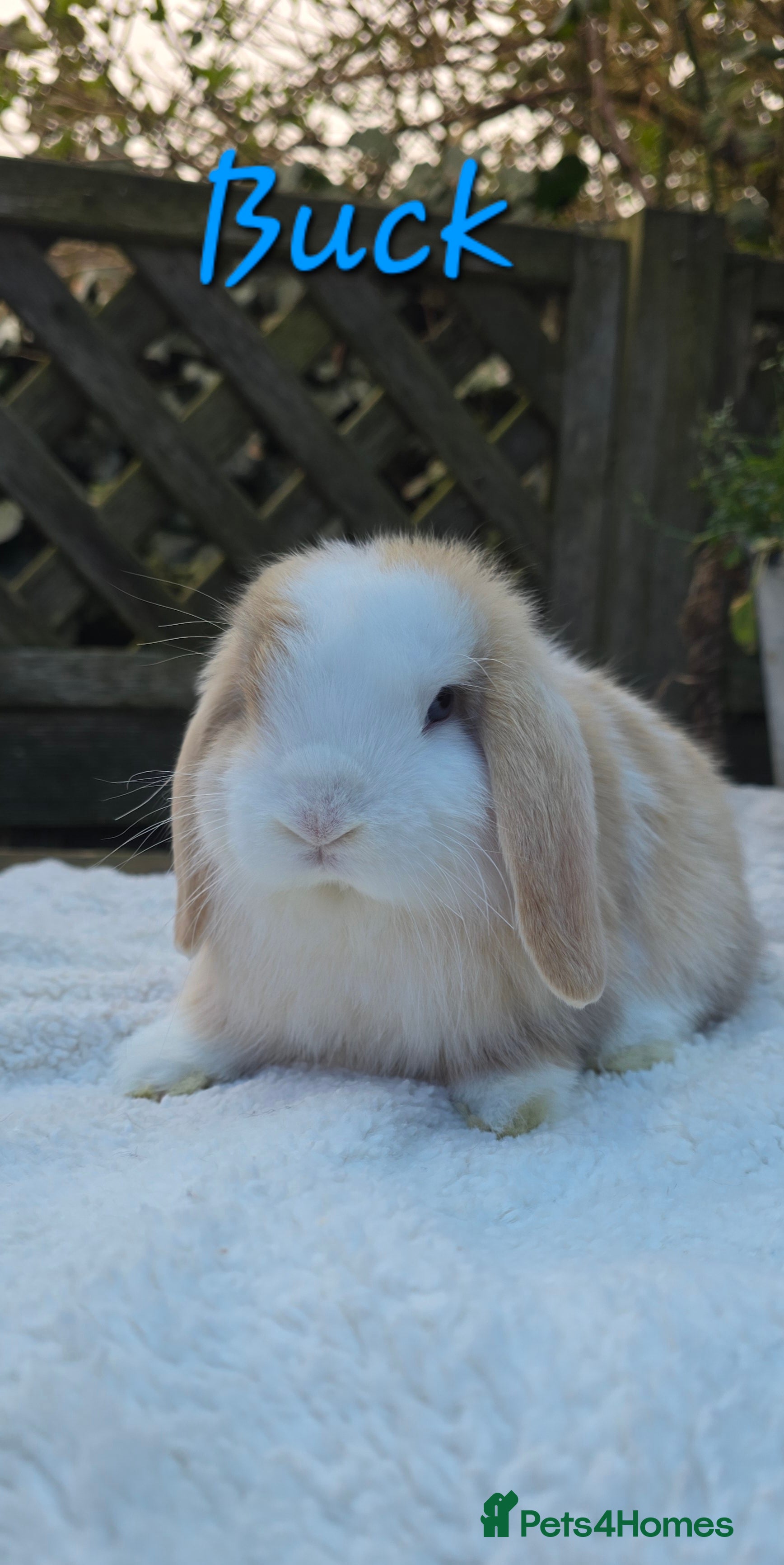 Mini Lop rabbits Beautiful mini lops girls and boys - Advert 2