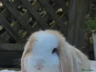 Mini Lop rabbits Beautiful mini lops girls and boys - Advert 3