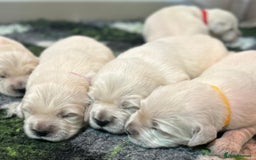 Golden Retriever dogs for sale: Chunky, cream pups - Image 7