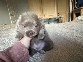 Pomeranian dogs - Advert 4
