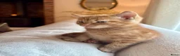 Mixed Breed cats for sale: Beautiful Ginger Kittens  - Advert 10