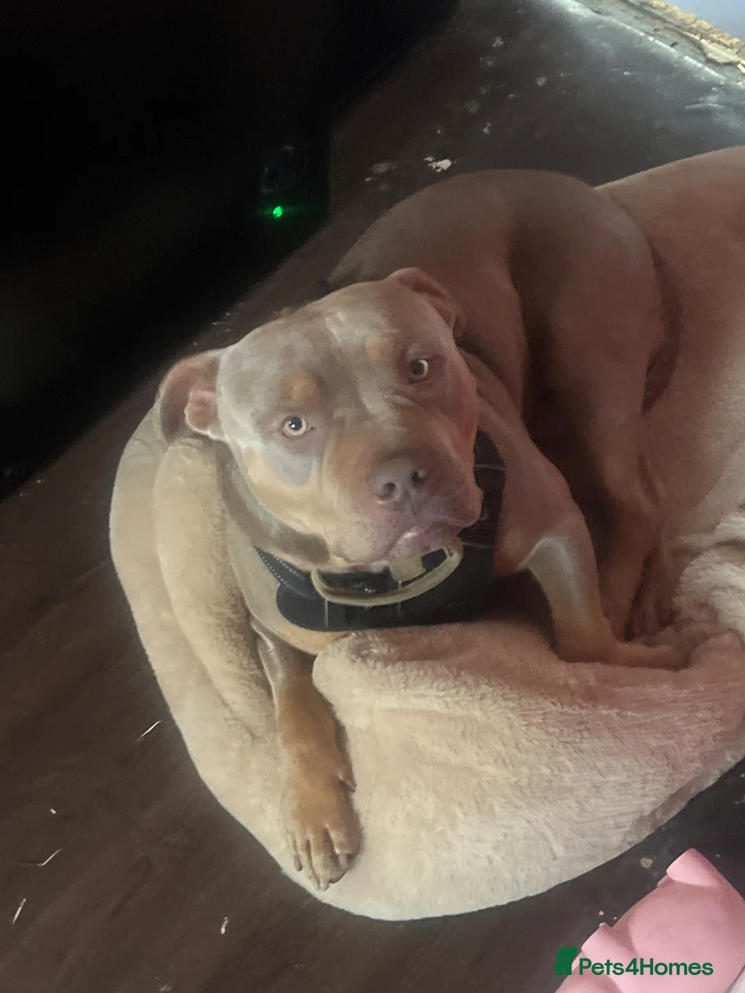American Bully dogs for sale: 🐾 Adorable Bully Ready for His Forever Family 🐾 in Cramlington - Advert 8