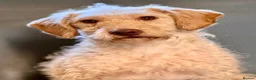 Labradoodle dogs for sale: Labradoodle pups  in Dundee - Advert 3