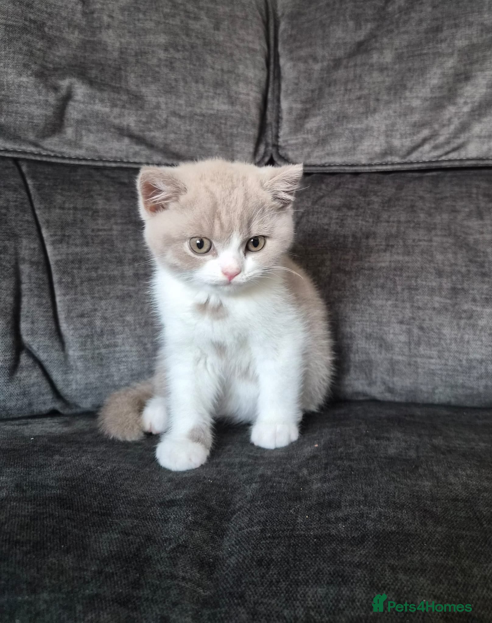 British Shorthair cats Lovely Lilac & White British Shorthair Boy Kitten - Advert 2