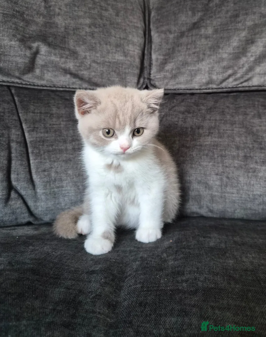 British Shorthair cats for sale: Lovely Lilac & White British Shorthair Boy Kitten in Westgate-on-Sea - Advert 2