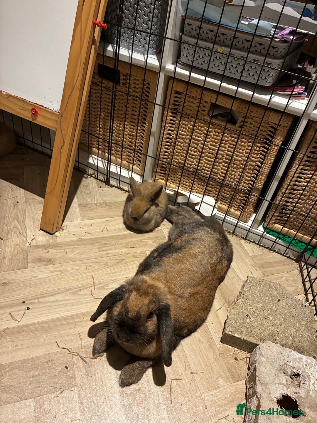 Mini Lop rabbits for sale: Mini lop bunnies looking for forever homes  - Advert 5