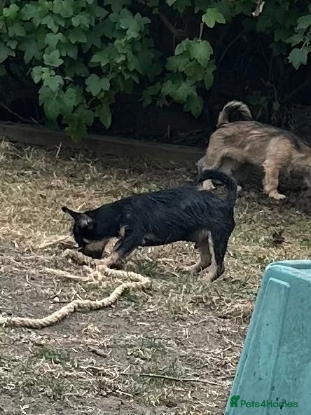 Mixed Breed dogs 3 males left, fully vaccinated pups - Advert 2