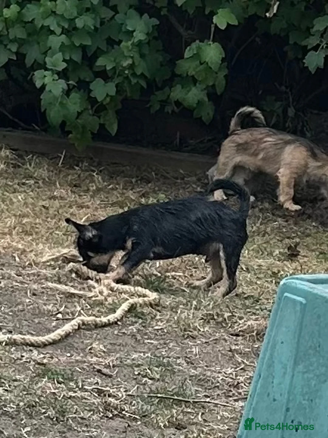 Mixed Breed dogs for sale: 3 males left, fully vaccinated pups - Advert 2