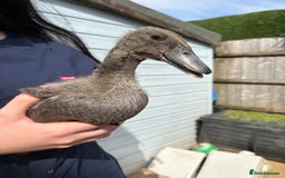 Ducks poultry for sale: Runner ducklings unsexed  - Image 8