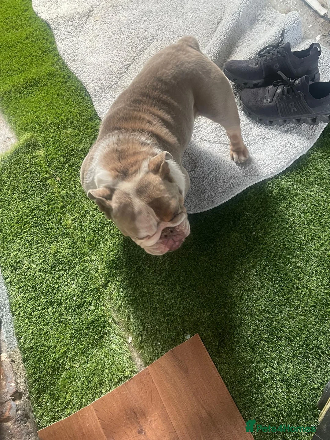 English Bulldog dogs for sale: Two female English Bulldog - Advert 1