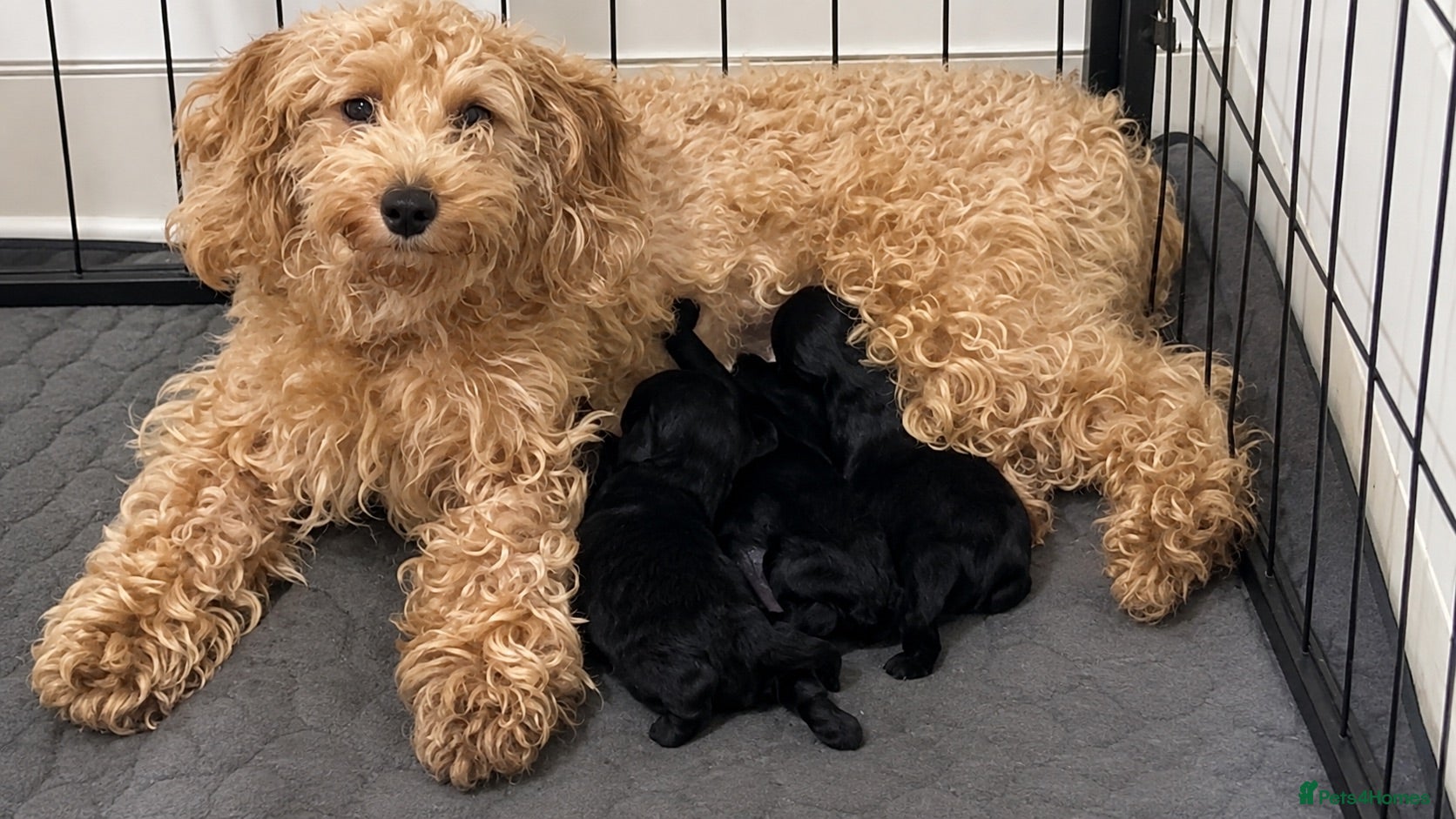 Cavapoo dogs Toy Cavapoo Puppies - Rare Teddy Bear Type - Advert 2